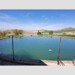 سیلو باغ انگور 8 ساله بە مساحت 15000 متر روستای ترکمان کندی