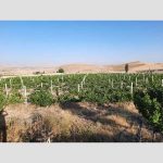 سیلو باغ انگور 8 ساله بە مساحت 15000 متر روستای ترکمان کندی