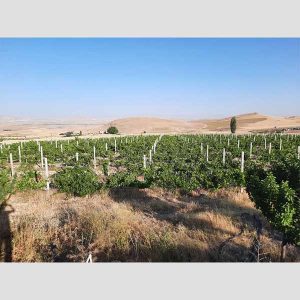 فروش باغ انگور 8 ساله بە مساحت 15000 متر روستای ترکمان کندی