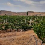 سیلو باغ انگور 8 ساله بە مساحت 15000 متر روستای ترکمان کندی