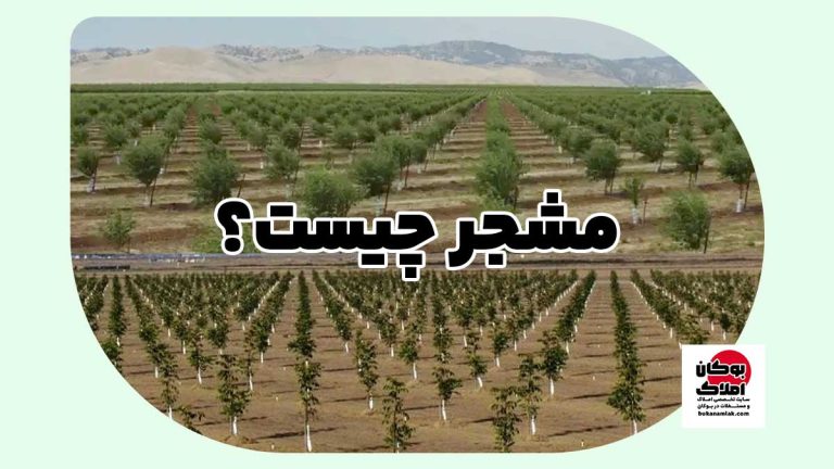 مشجر چیست؟ | تعریف کامل + نکات حقوقی + مثال کاربردی در خرید و فروش ملک