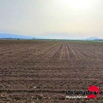 زمین کشاورزی 34000 متر روستای یکشوه پشت مرغداری